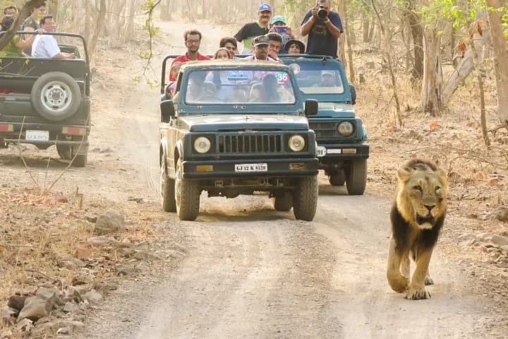 Wildlife safari experience for Gujarat and Kaziranga add-ons