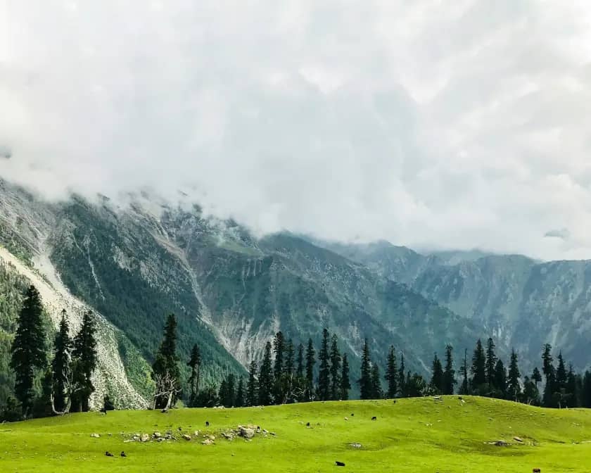 Alpine valley and pine forests, Himachal Pradesh